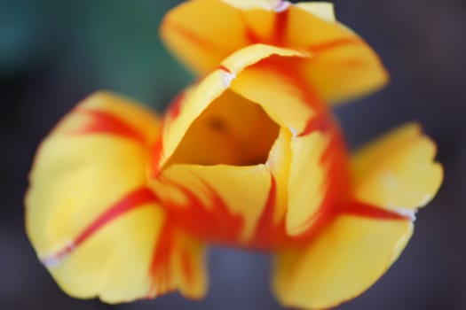 red tulips with yellow edges on dark background