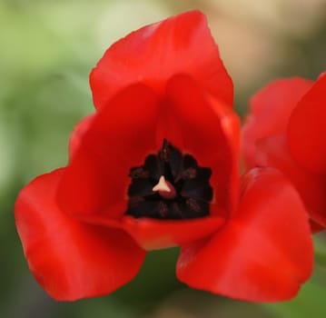 red tulip macro