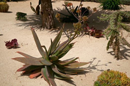 Succulent plant growing in the sun sun.