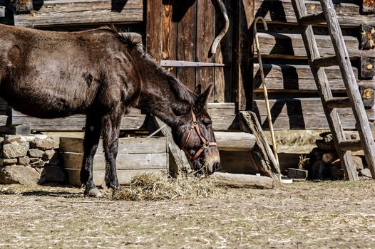 horse standing near a stable