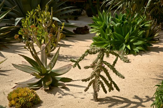 Succulent plant growing in the sun sun.