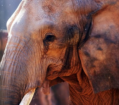 Close-up portrait of an elephant at the zoo