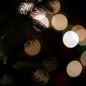 lights blure - bokeh -with evergreen branches