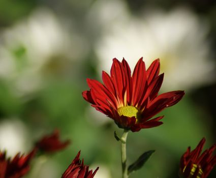 red daisy flower