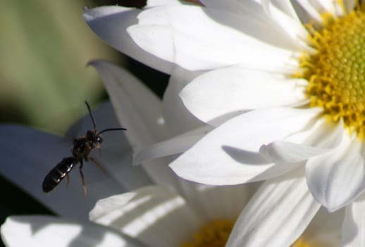 Close up of white daisy