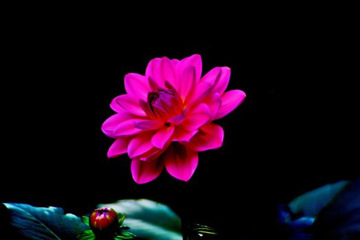 Colorful dahlia flower red with black background