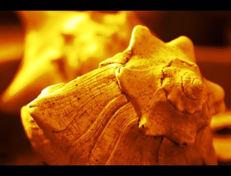 Macro shot of beautiful yellow sea shell