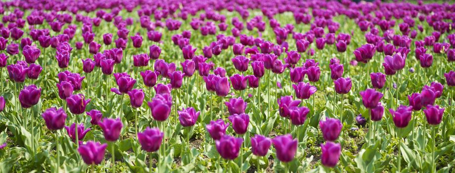 Spring Field of Beautiful Tulip in Garden