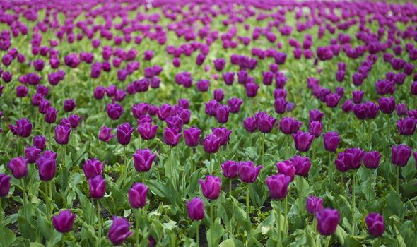 Spring Field of Beautiful Tulip in Garden