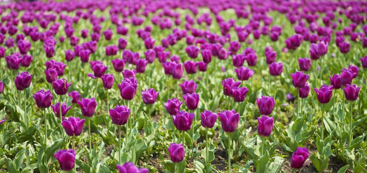 Spring Field of Beautiful Tulip in Garden