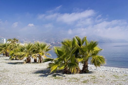 Palm trees on a beach in Almunecar, Andalusia region, Costa del Sol, Spain
