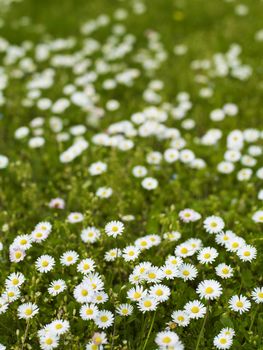 Spring Background - Daisies in the Grass