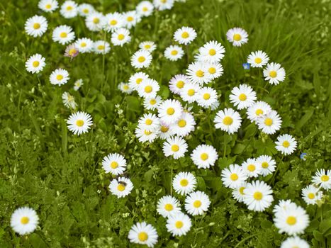 Spring Background - Daisies in the Grass