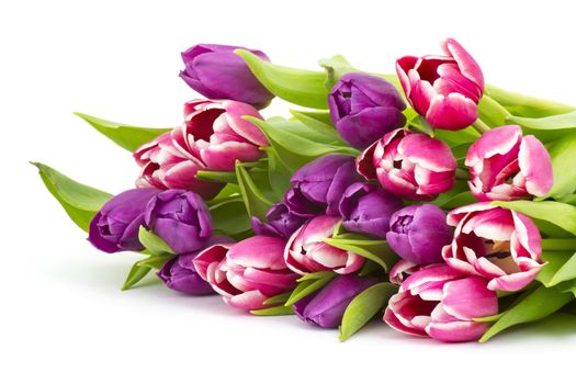 colourful tulips on white background