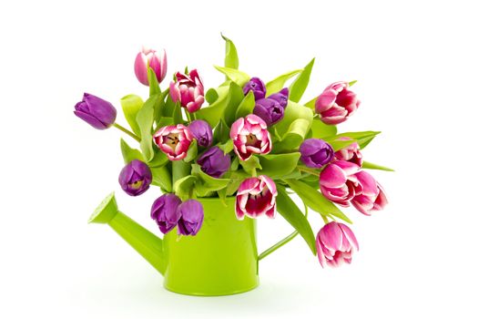 colourful tulips in watering-can