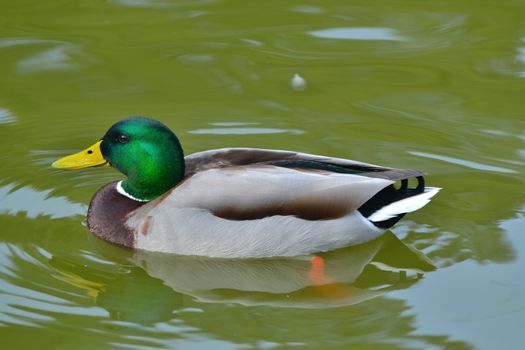 wild duck on the pond in the park in Benalmadena