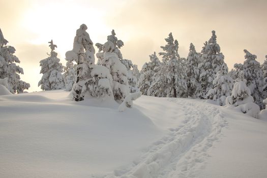 Idilic winter scene wirh snow and footprints, Divcibare, Serbia