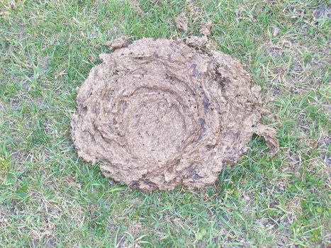 Photo of an isolated cow pat