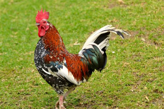 cock midget walking in the park in Benalmadena