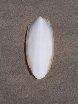 Isolated Cuttlefish on sand