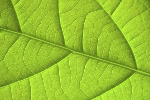 Green leaf texture. Abstract spring background