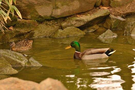 wild duck on the pond in the park in Benalmadena