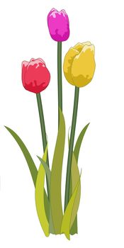 Illustrated Tulips of 3 different colors