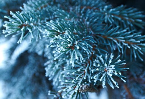 Winter frost on spruce  christmas tree  close-up .Shallow depth-of-field. 