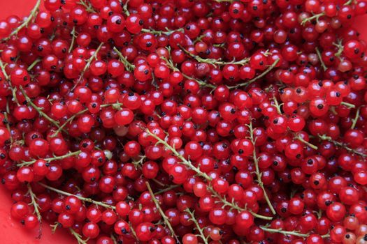 A lot of branches of the red currant