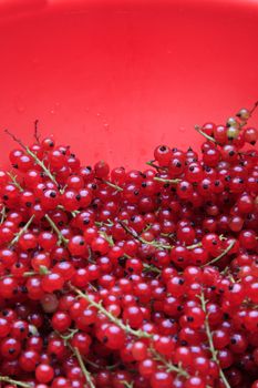 A lot of branches of the red currant