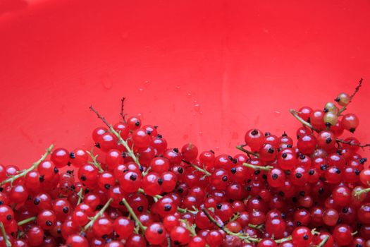 A lot of branches of the red currant