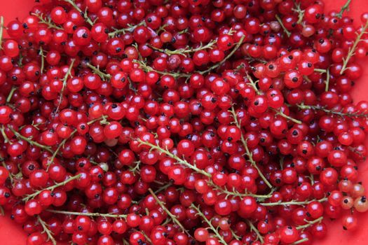 A lot of branches of the red currant