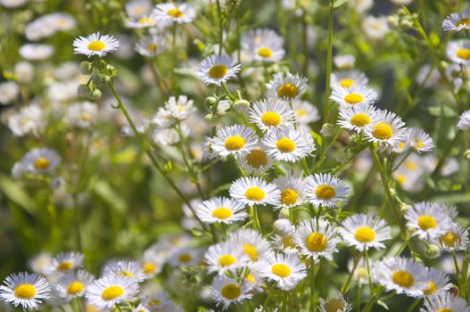 A field of beautiful white daisies in Gstaad, Switzerland