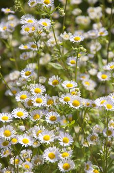 A field of beautiful white daisies in Gstaad, Switzerland