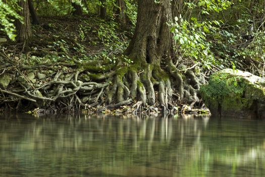 Wooden Roots On Edge Of River