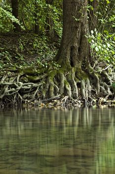 Wooden Roots On Edge Of River