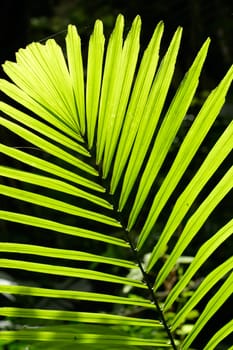 Beautiful tropical palm leaf backlit with sunlight shining through