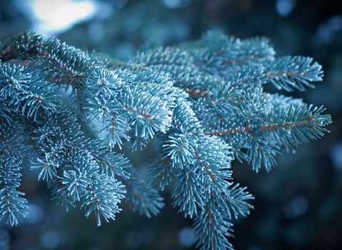 Winter frost on spruce  christmas tree  close-up .Shallow depth-of-field. 
