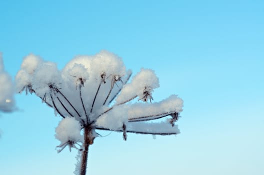Winter landscape.Winter scene .Frozenned flower