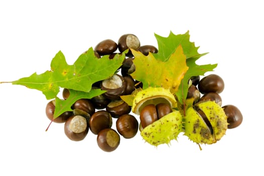 autumn chestnut composition with decorative green oak leaves isolatedon white background