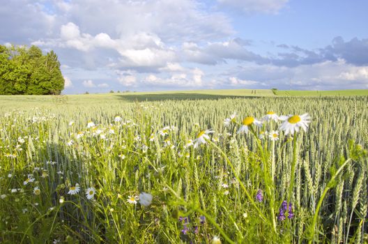 Agricultural field planted with wheat rye grains harvest. Daisy.