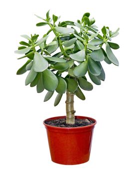 houseplant Crassula in red pot isolated on white background