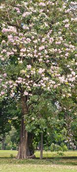 Pink trumpet tree