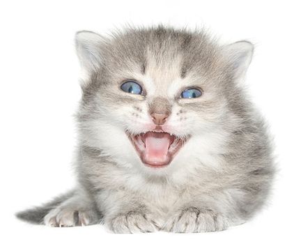 Small kitten on a white background.