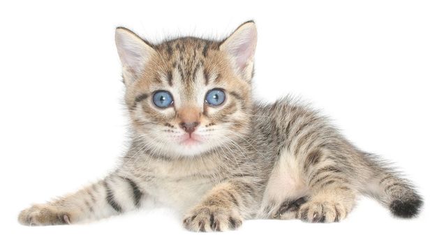 Small kitten on a white background.
