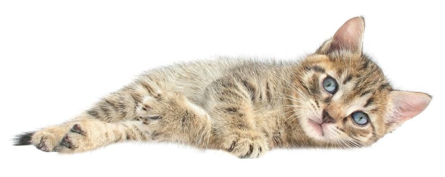 Small kitten on a white background.