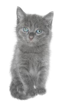 Small kitten on a white background.