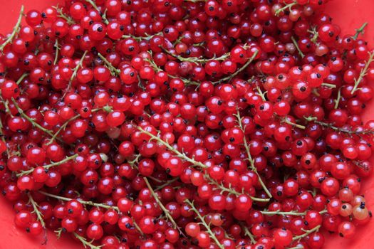 A lot of branches of the red currant