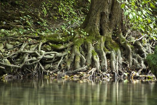 Wooden Roots On Edge Of River