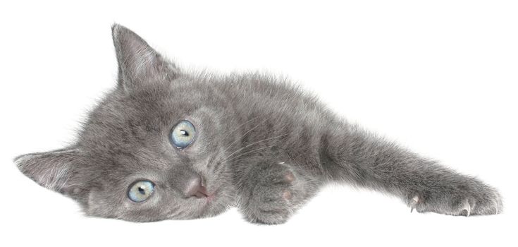 Small kitten on a white background.